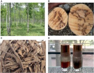 Agar Wood