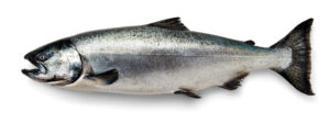 Alaskan Wild King Salmon