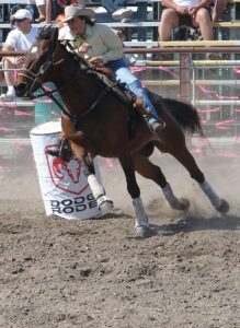 American Quarter Horse