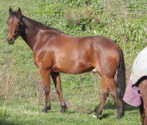 American Standardbred