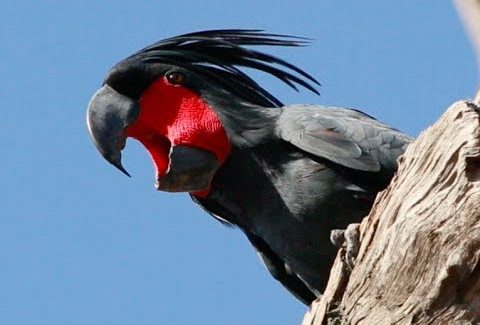 Black Palm Cockatoo