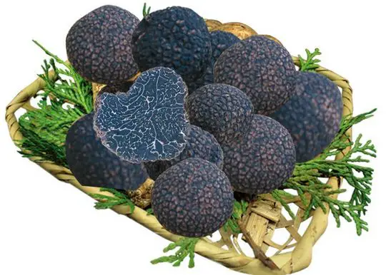 Black Truffles