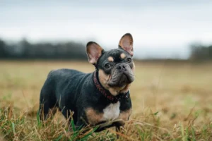 Black and Tan Frenchies