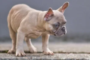 Blue Fawn Frenchies