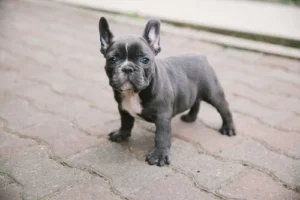 Blue Frenchies