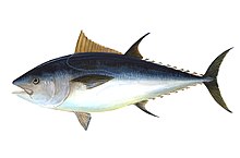 Bluefin Tuna