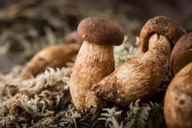 Boletus