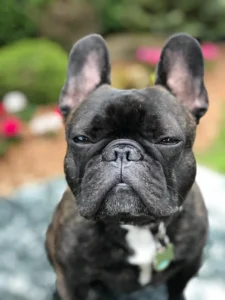 Brindle French Bulldogs