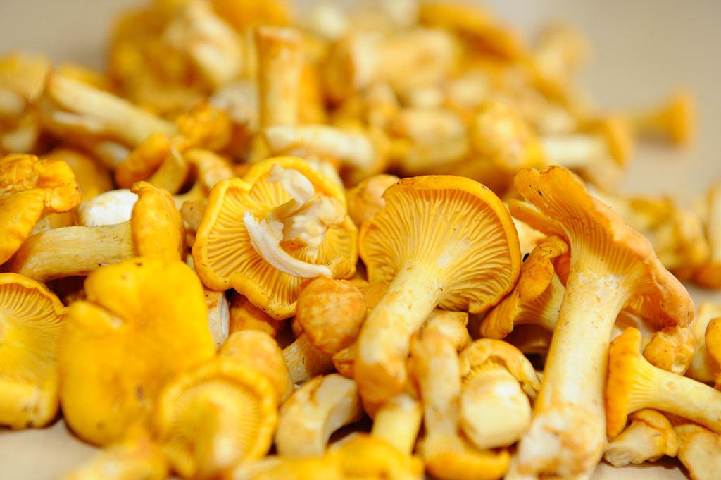 Chanterelle Mushroom