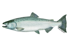 Chinook Salmon