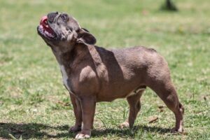 Chocolate French Bulldogs