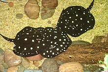 Freshwater Polka Dot Stingray