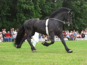 Friesian