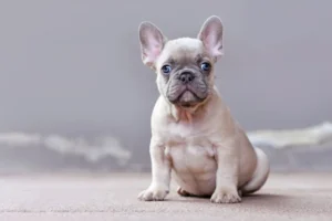 Lilac French Bulldog