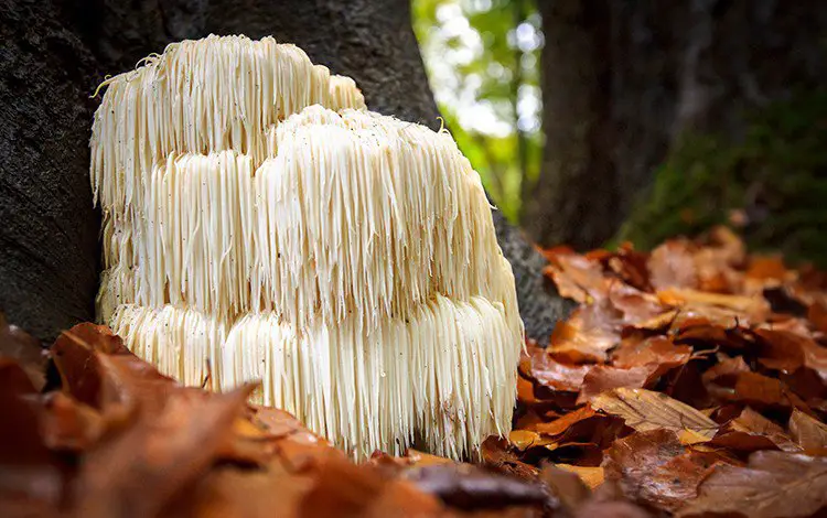 Lion's Mane Mushrooms