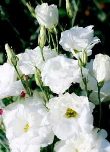 Lisianthus