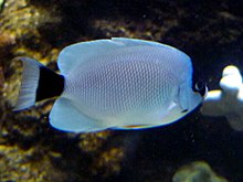 Masked Angelfish