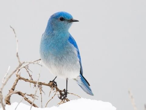 Mountain Bluebird