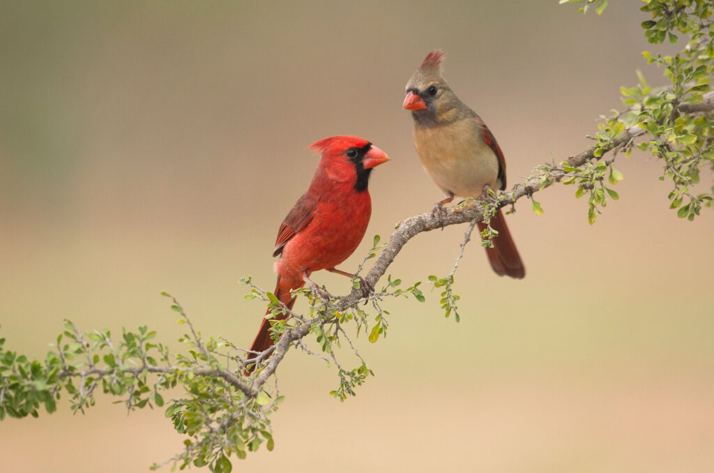 Northern Cardinal 