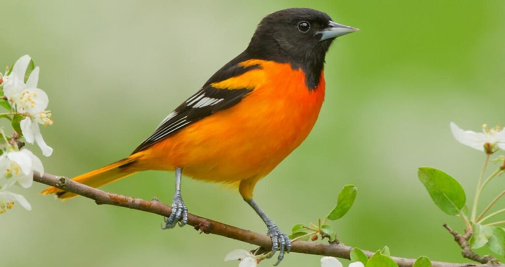 Northern Oriole