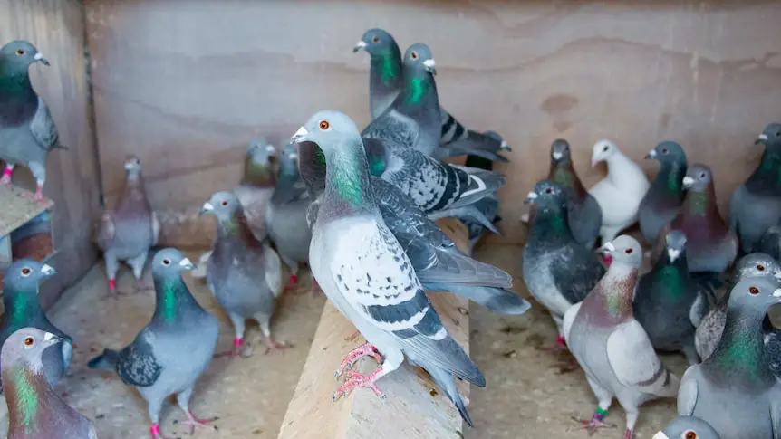 Racing Pigeons