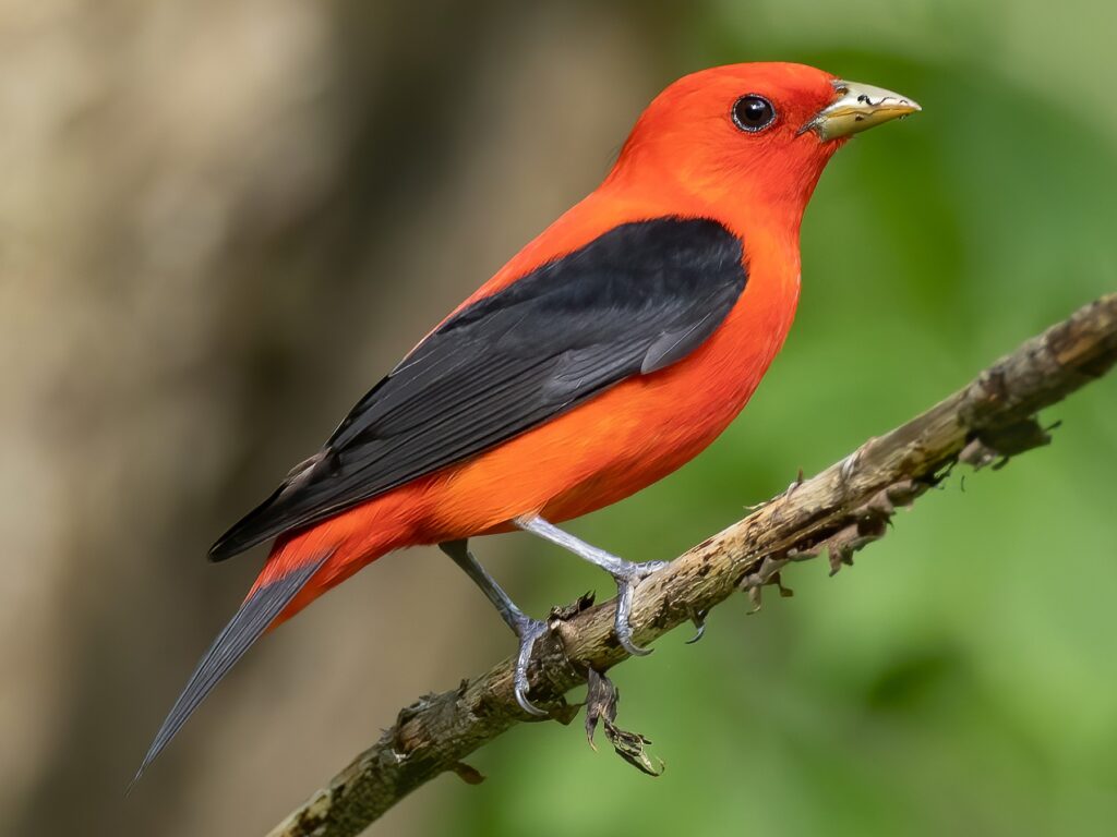 Scarlet Tanager