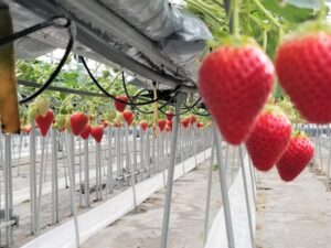 Sembikiya Queen Strawberries