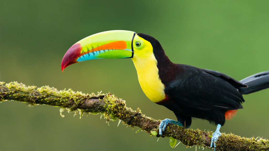 Toucan