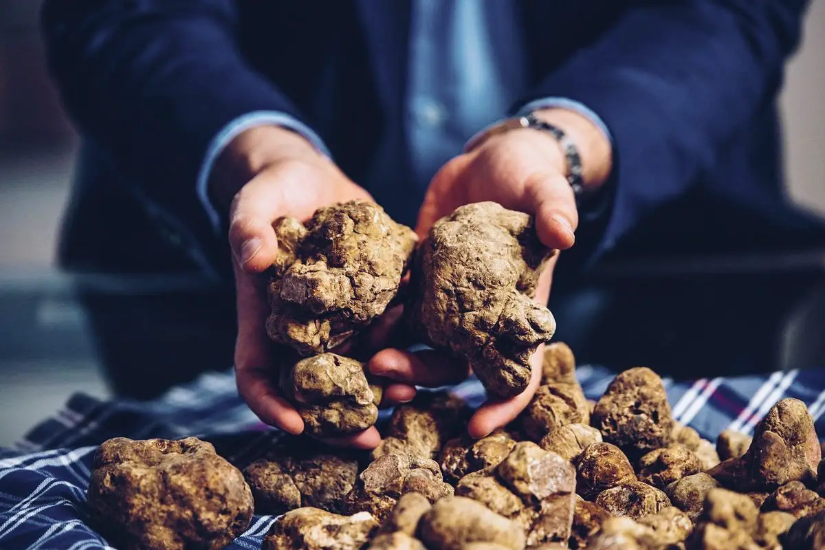 White Truffle of Alba