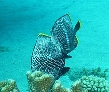 Wrought Iron Butterflyfish