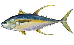 Yellowfin Tuna